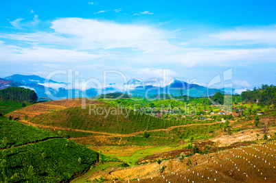 Tea plantations in India