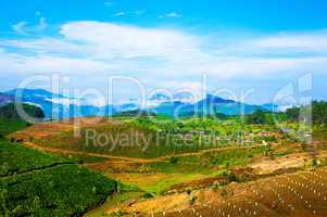 Tea plantations in India