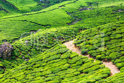 Tea plantations in India