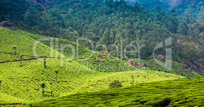 Tea plantations in India