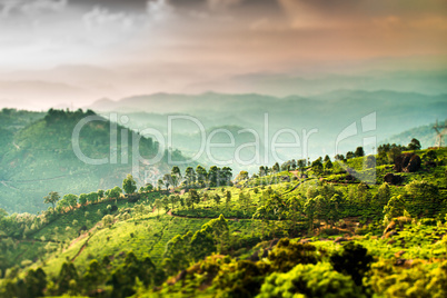 Tea plantations in India (tilt shift lens)