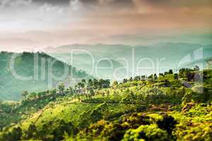 Tea plantations in India (tilt shift lens)