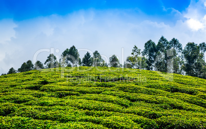 Tea plantations in India