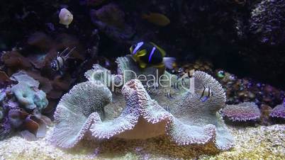 coral life underwater