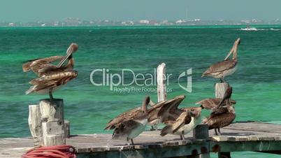 Pelicans on Pier