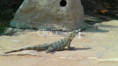 Iguana Sunbathing in Tulum