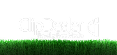 grass on white background