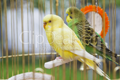 yellow and green parrots in  cage