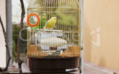 yellow and green parrots in  cage outdoor