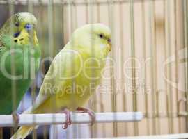 yellow and green parrots in  cage outdoor
