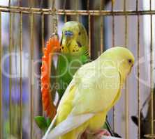 Parrots in cage