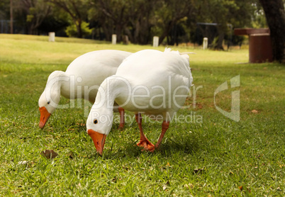 Geese Eating Grass