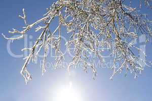 icy tree branches in the sunlight