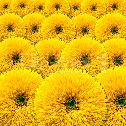 Background of blooming sunflowers