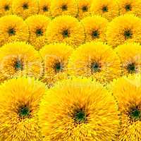Background of blooming sunflowers