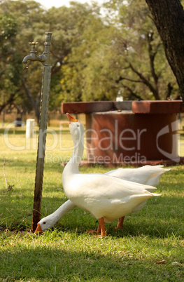 Geese Drinking Water