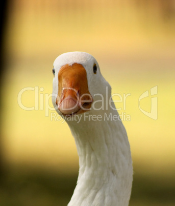 Striking Curious Goose