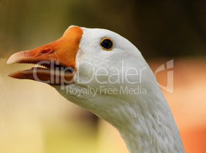 Striking Goose Head Open Beak Close-up