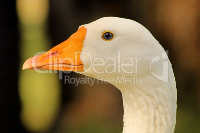 Striking Goose Head Close-up