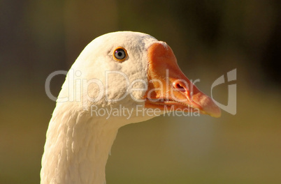 Striking Goose Bright Eyes Close-up