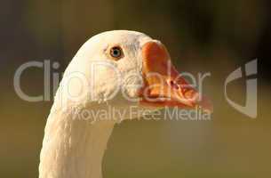 Striking Goose Bright Eyes Close-up