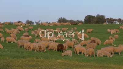 Sheeps grazing in green field
