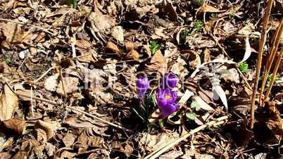 Purple crocuses among dry leaves and a bee on flowers
