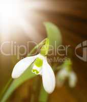 snowdrop