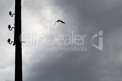 Silhouette of seagull