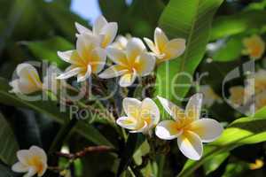 Magnolia Flowers in Sunlight