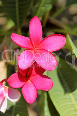 Pink Magnolia Flowers in Sunlight