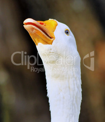 Striking Goose Head Open Beak Hissing Close-up