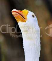 Striking Goose Head Open Beak Hissing Close-up