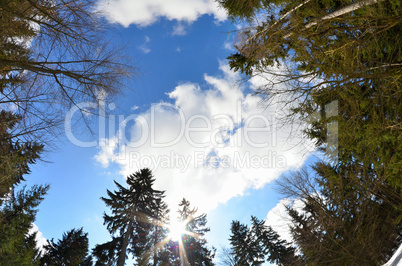 Wald Landschaft Fisheye