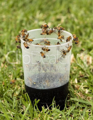 African Honey Bee on Plastic Glass