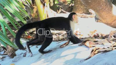 Capuchin monkey walking in slow motion