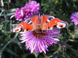 butterfly of peacock eye on the aster
