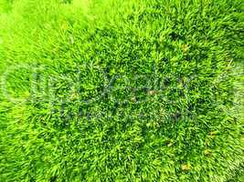 Green vegetative background