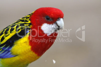 Rosella