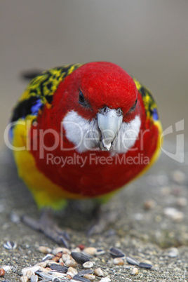 Rosella