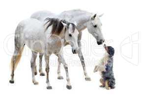 camargue horses and australian sheepdog