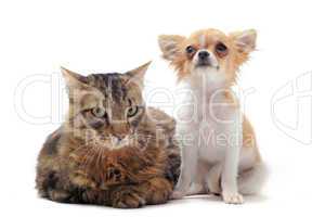 norwegian cat and chihuahua