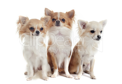 three chihuahuas