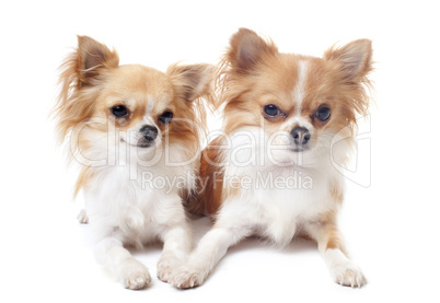 couple of chihuahuas