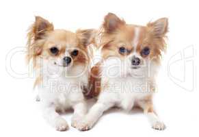couple of chihuahuas
