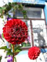 beautiful flower of red Dahlia