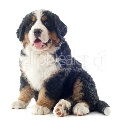 puppy bernese moutain dog