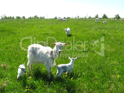 Goat and kids on a pasture