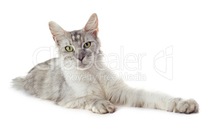 maine coon cat