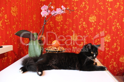 Black cat on background of red wallpaper